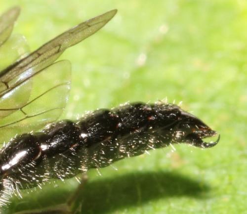 Réf. 334 723 : Methocha articulata